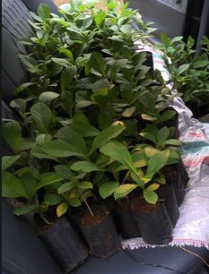 Petunjuk Penanaman Bibit Jati Berlian LIPI