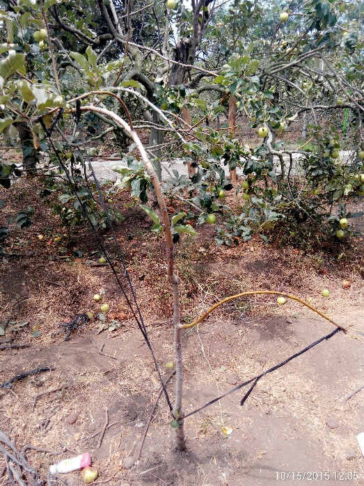 Tali kekang pembatas tumbuh tanaman